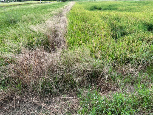 大灣交流道4.3分都內農地【城鄉發展區】