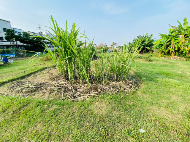 西勢國小農地【城鄉發展區】